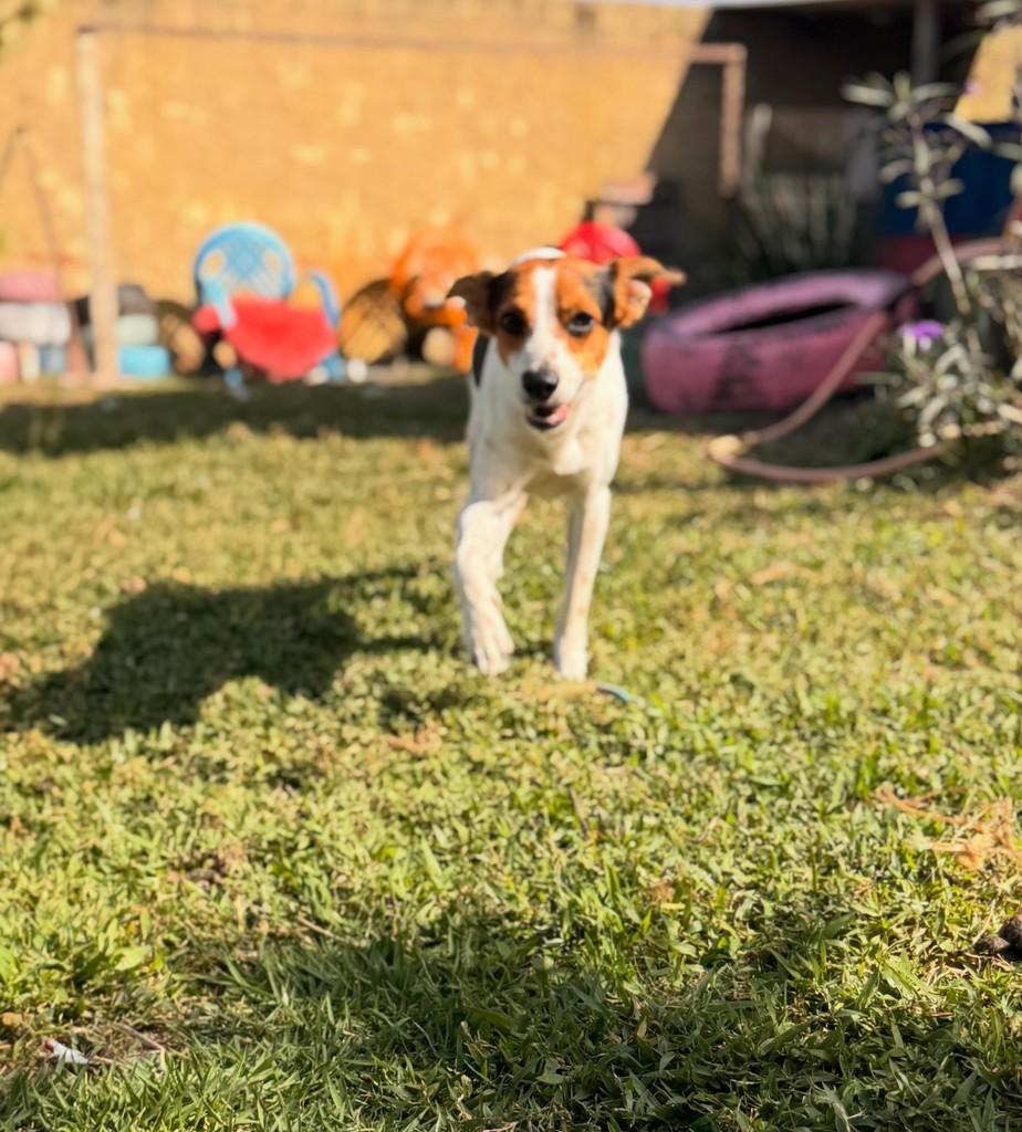 Billy, cachorro de porte pequeno para adoção em Vila Velha - ES