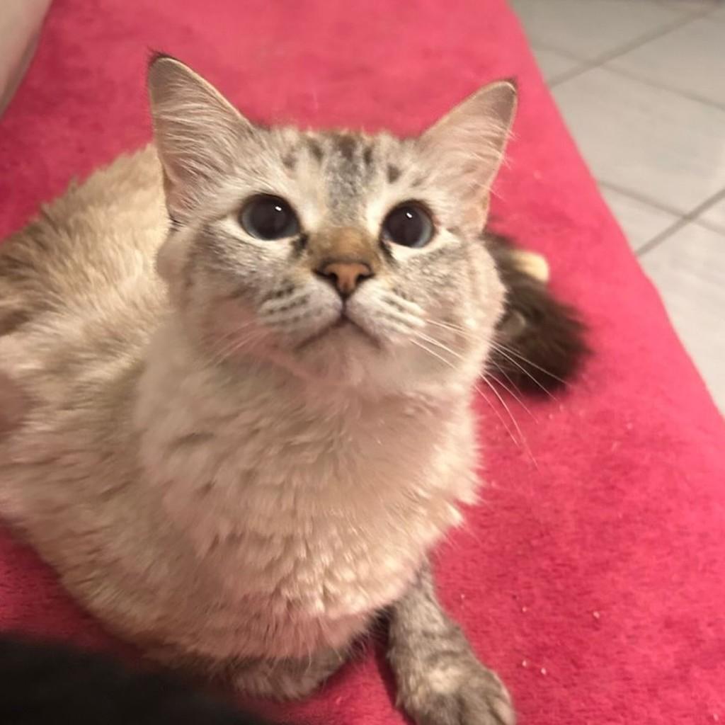 Nina, gato de porte pequeno para adoção em Vila Velha - ES