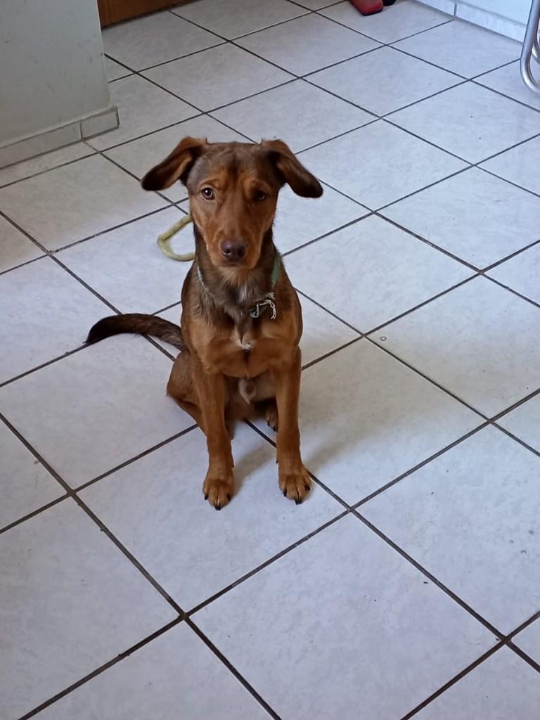 Simba, cachorro de porte médio para adoção em Vila Velha - ES