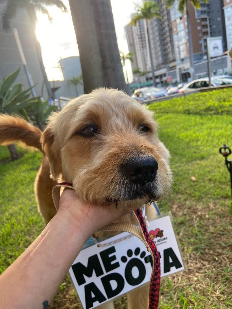 Dock, cachorro de porte médio para adoção em Vila Velha - ES