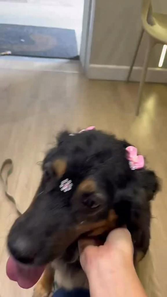 Amora, cachorro de porte pequeno para adoção em Vila Velha - ES