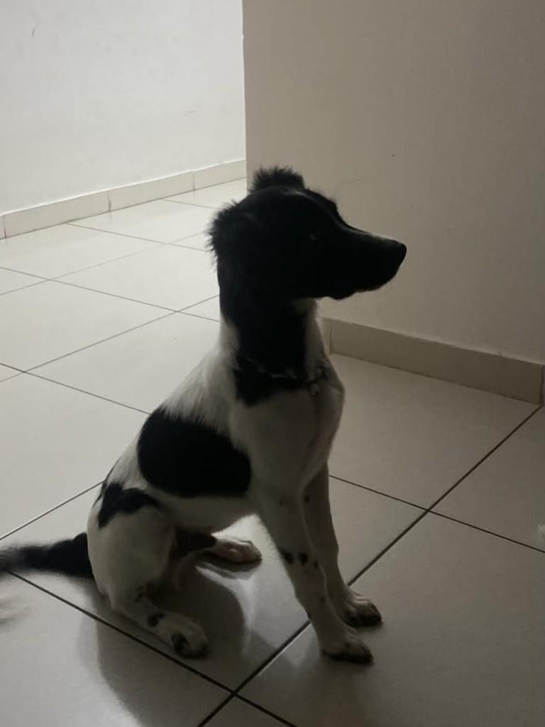 Apollo, cachorro de porte médio para adoção em Vila Velha - ES