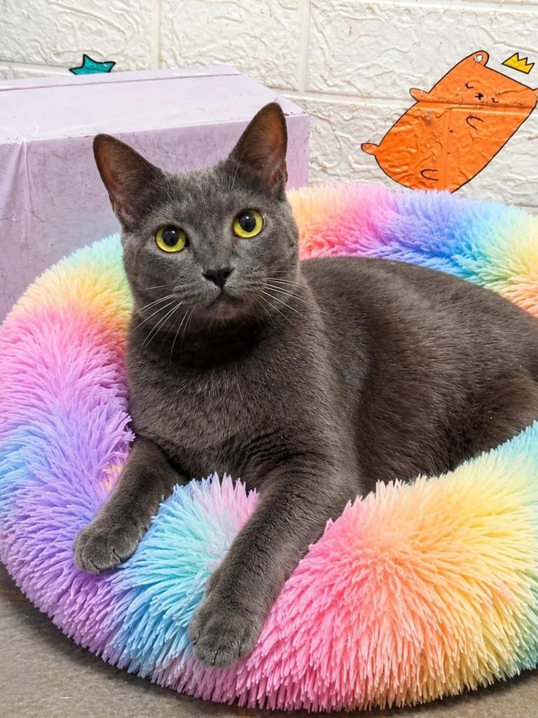 Mila, gata de porte médio para adoção em Vila Velha - ES