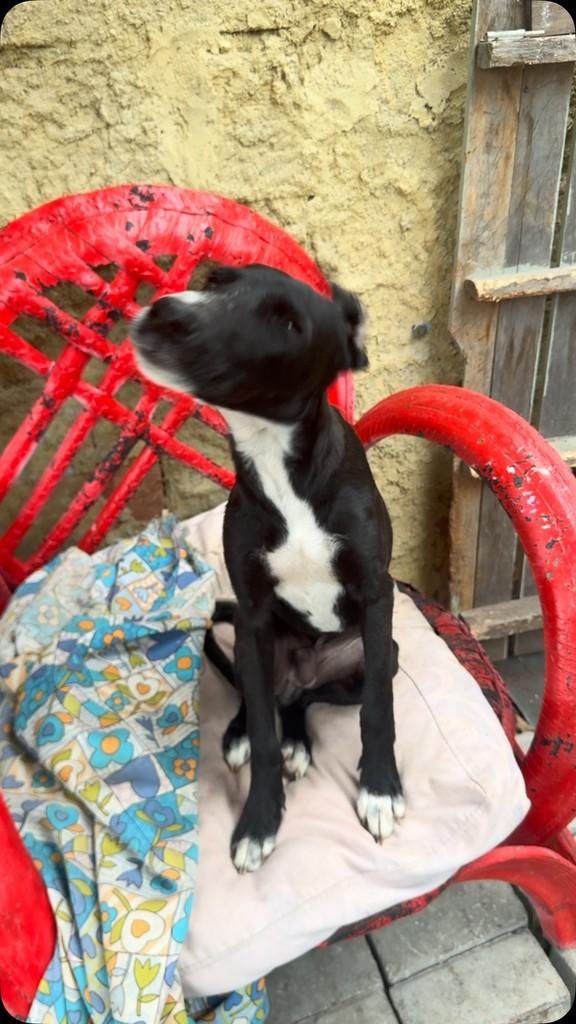 Jorginho, cachorro de porte pequeno para adoção em Vila Velha - ES