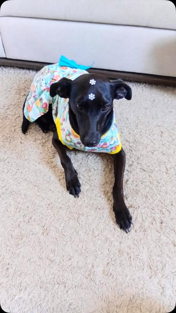 Pretinha, cachorro de porte pequeno para adoção em Vila Velha - ES