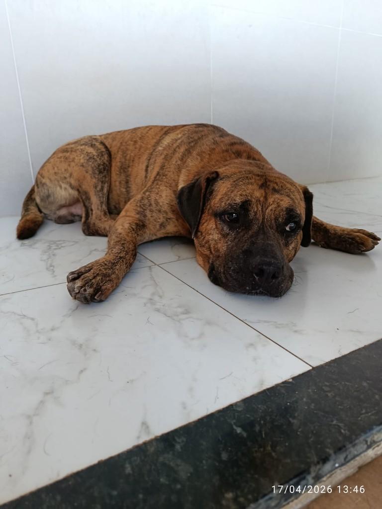 Ele, cachorro de porte grande para adoção em Vila Velha - ES