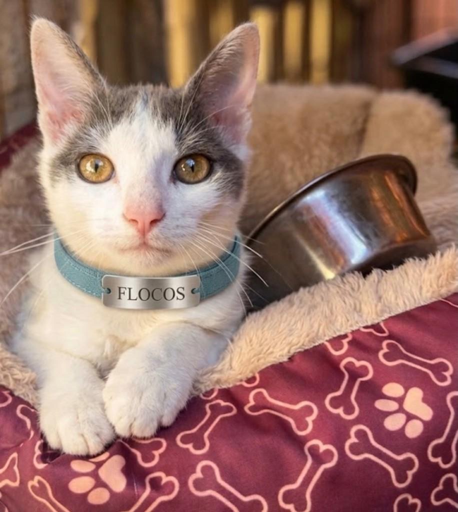 Flocos, gato de porte pequeno para adoção em Vila Velha - ES