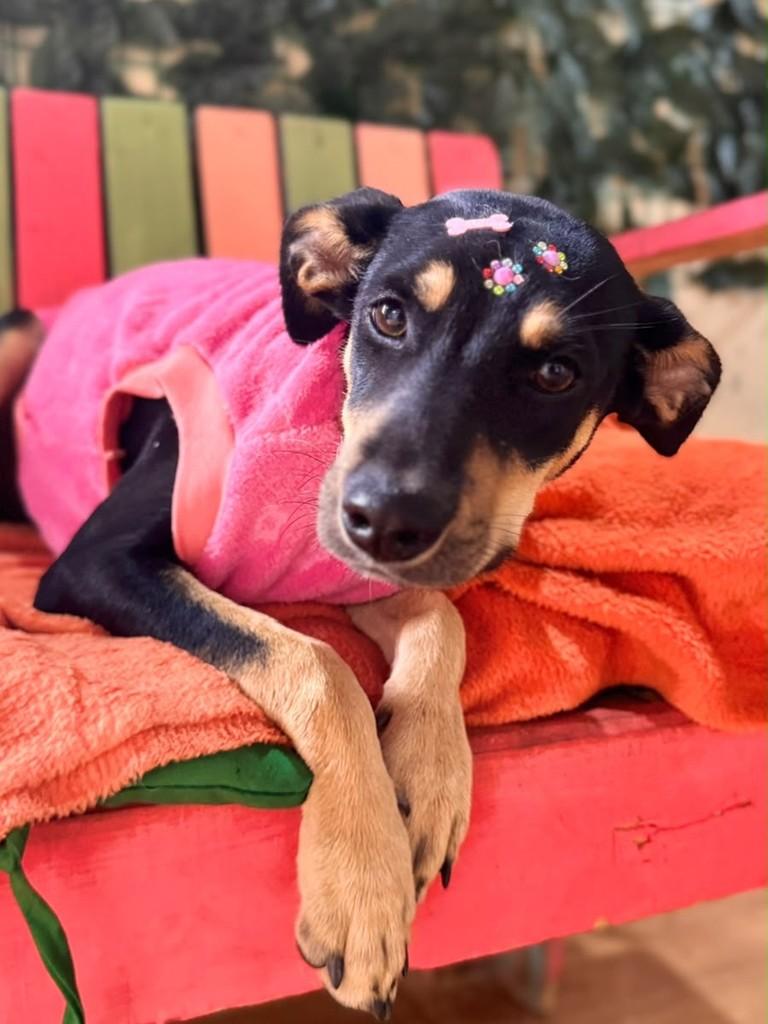 Angel, cachorro de porte pequeno para adoção em Vila Velha - ES