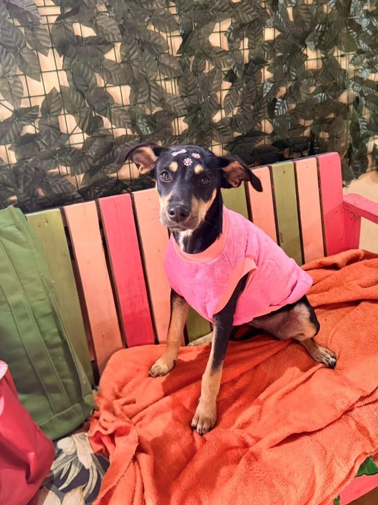 Angel, cachorro de porte pequeno para adoção em Vila Velha - ES — foto 2 de 4