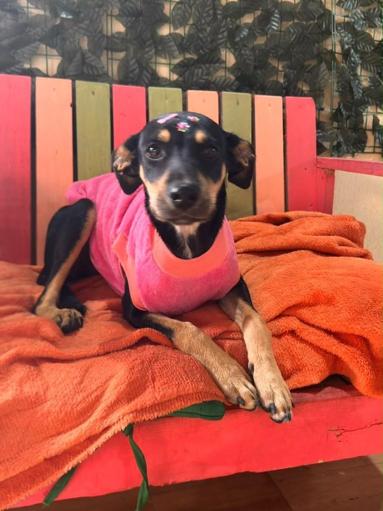 Angel, cachorro de porte pequeno para adoção em Vila Velha - ES — foto 3 de 4