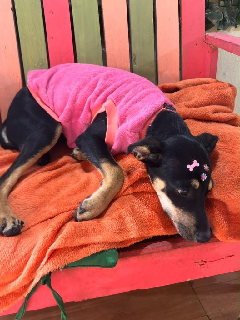 Angel, cachorro de porte pequeno para adoção em Vila Velha - ES — foto 4 de 4