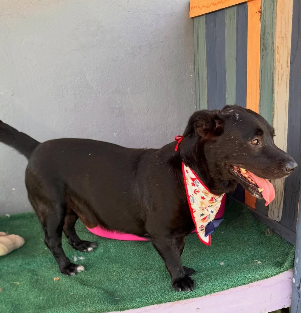 Bob, cachorro de porte médio para adoção em Vila Velha - ES
