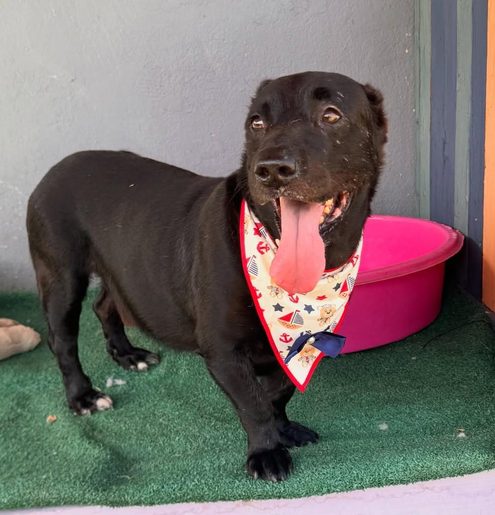 Bob, cachorro de porte médio para adoção em Vila Velha - ES — foto 2 de 7