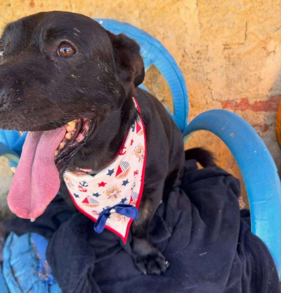 Bob, cachorro de porte médio para adoção em Vila Velha - ES — foto 3 de 7