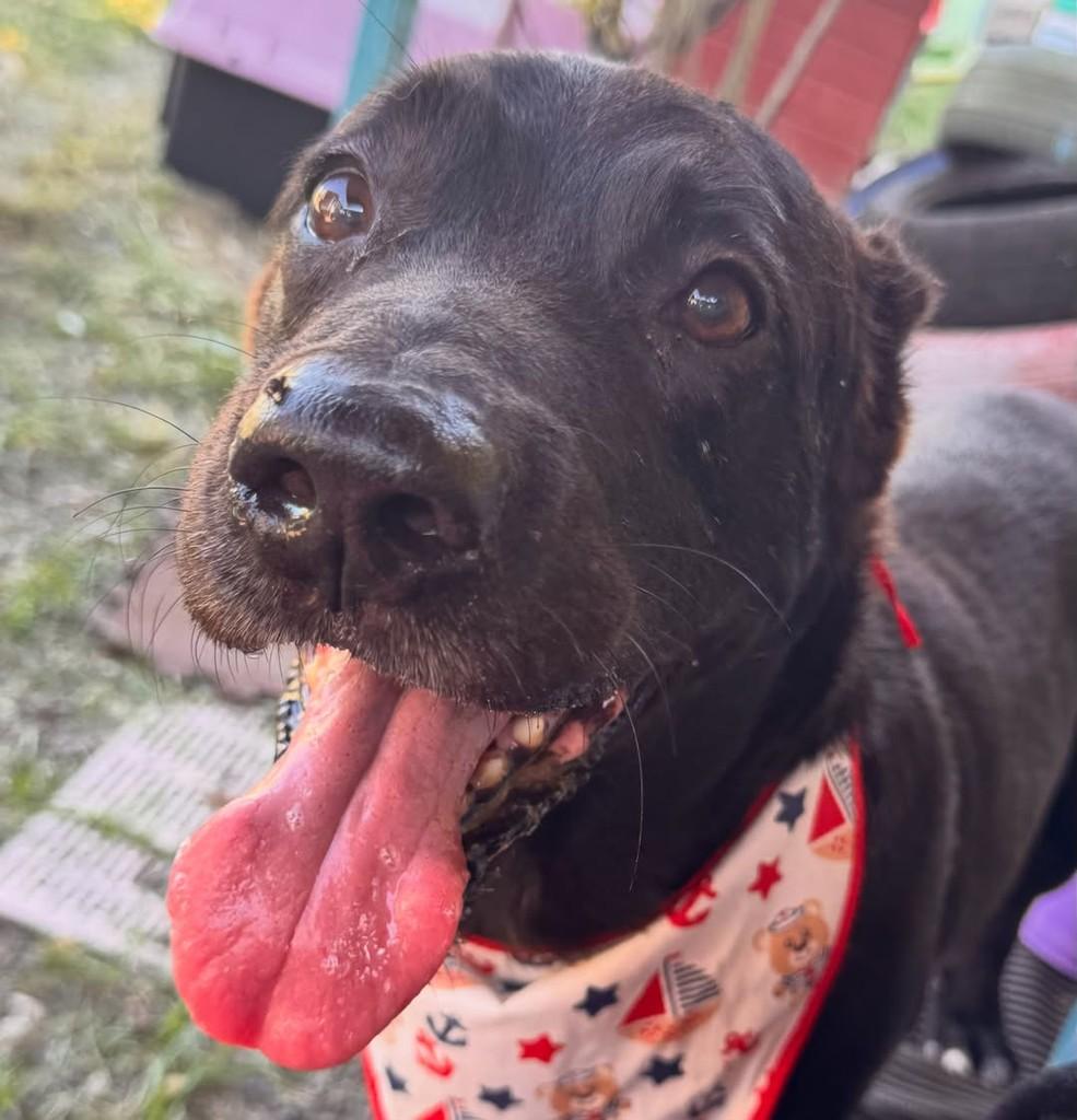 Bob, cachorro de porte médio para adoção em Vila Velha - ES — foto 4 de 7