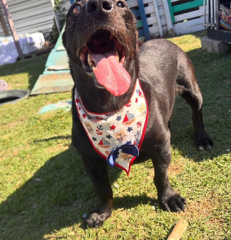 Bob, cachorro de porte médio para adoção em Vila Velha - ES — foto 5 de 7