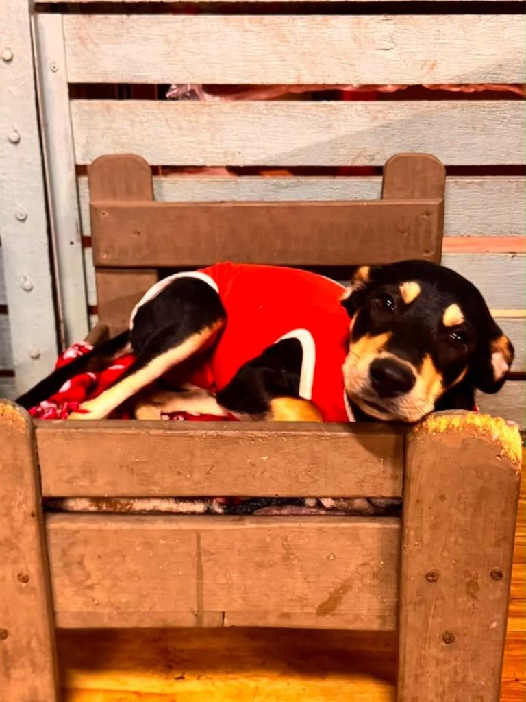 Joãozinho, cachorro de porte pequeno para adoção em Vila Velha - ES