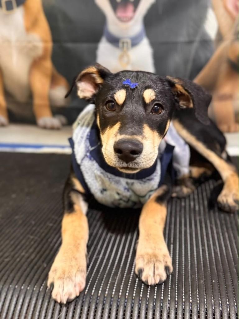 Joãozinho, cachorro de porte pequeno para adoção em Vila Velha - ES — foto 2 de 2