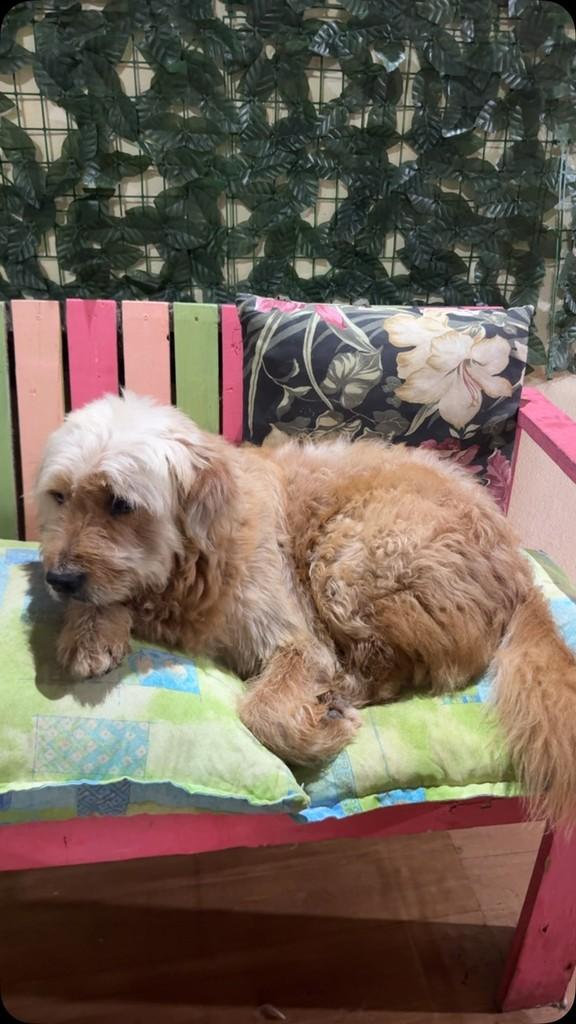 Dock, cachorro de porte médio para adoção em Vila Velha - ES