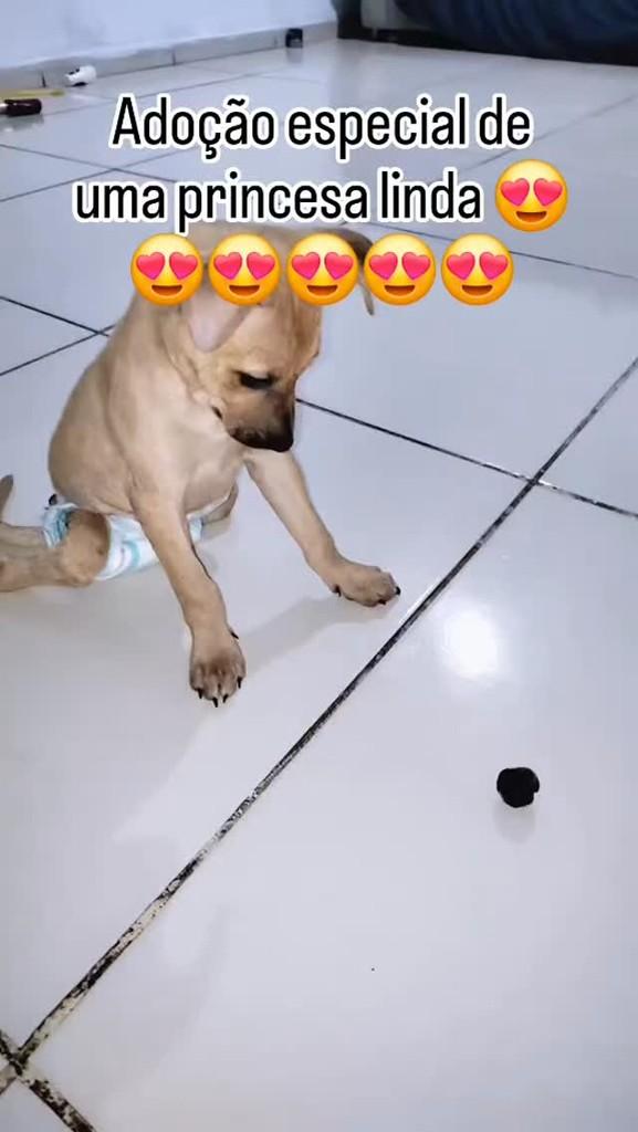 Princesinha, cachorro de porte pequeno para adoção em Campo Formoso - BA