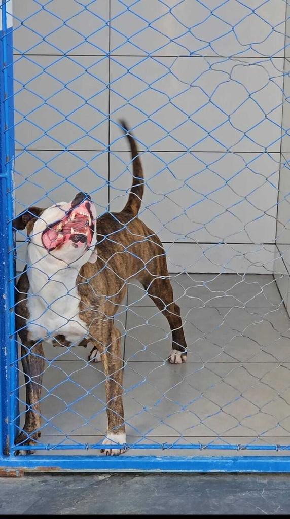 Morgana, cadela de porte médio para adoção em Itapema - SC