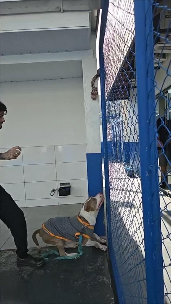 Zeus, cachorro de porte médio para adoção em Itapema - SC