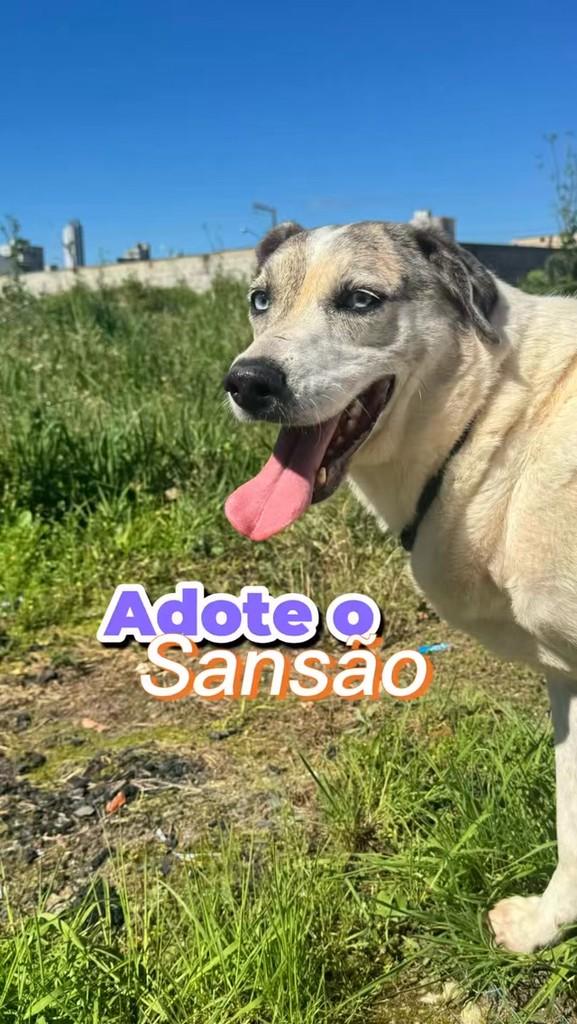 Sansão, cachorro de porte médio para adoção em Itapema - SC