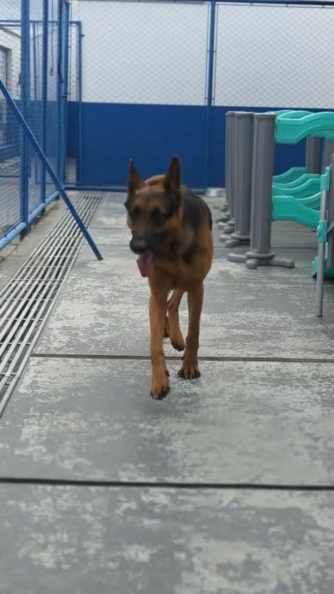 Júlio César, cachorro de porte grande para adoção em Itapema - SC