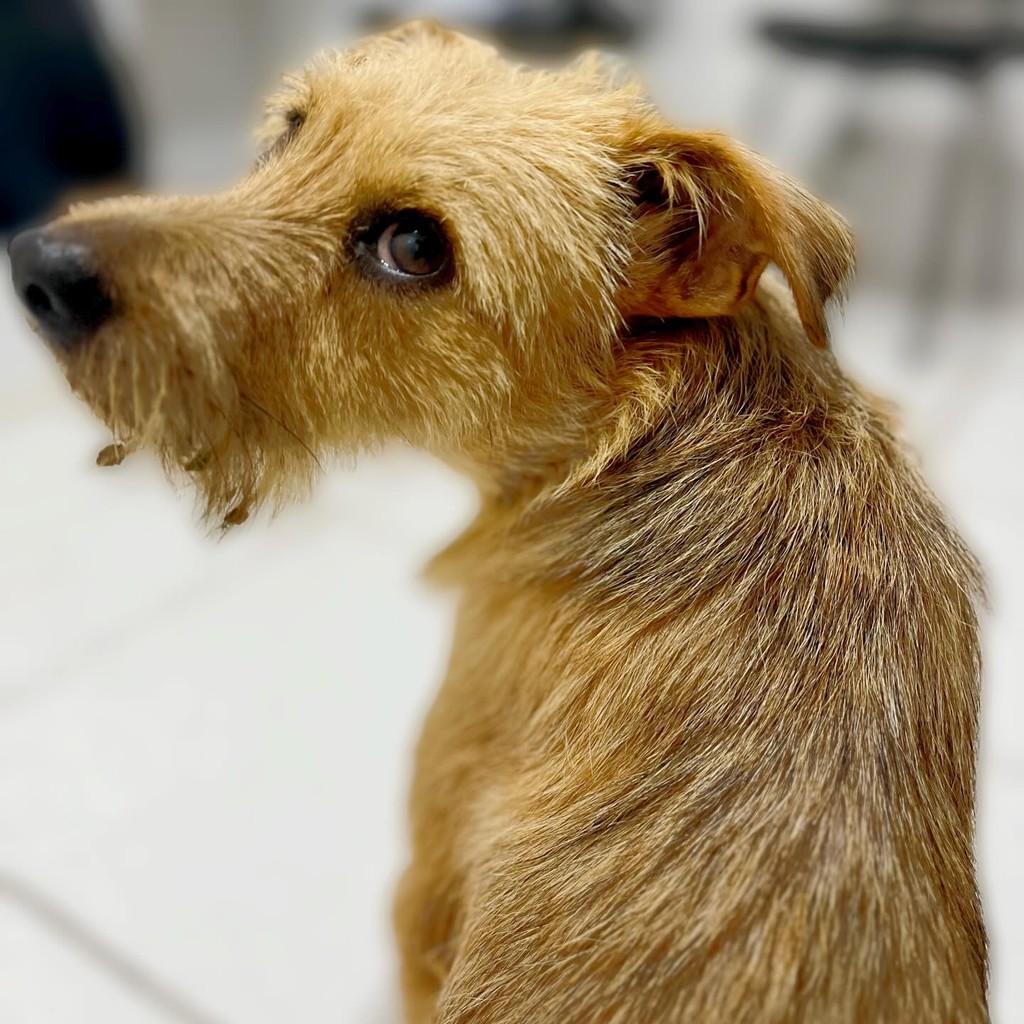 Manguinha, cachorro de porte médio para adoção em São Domingos - SC