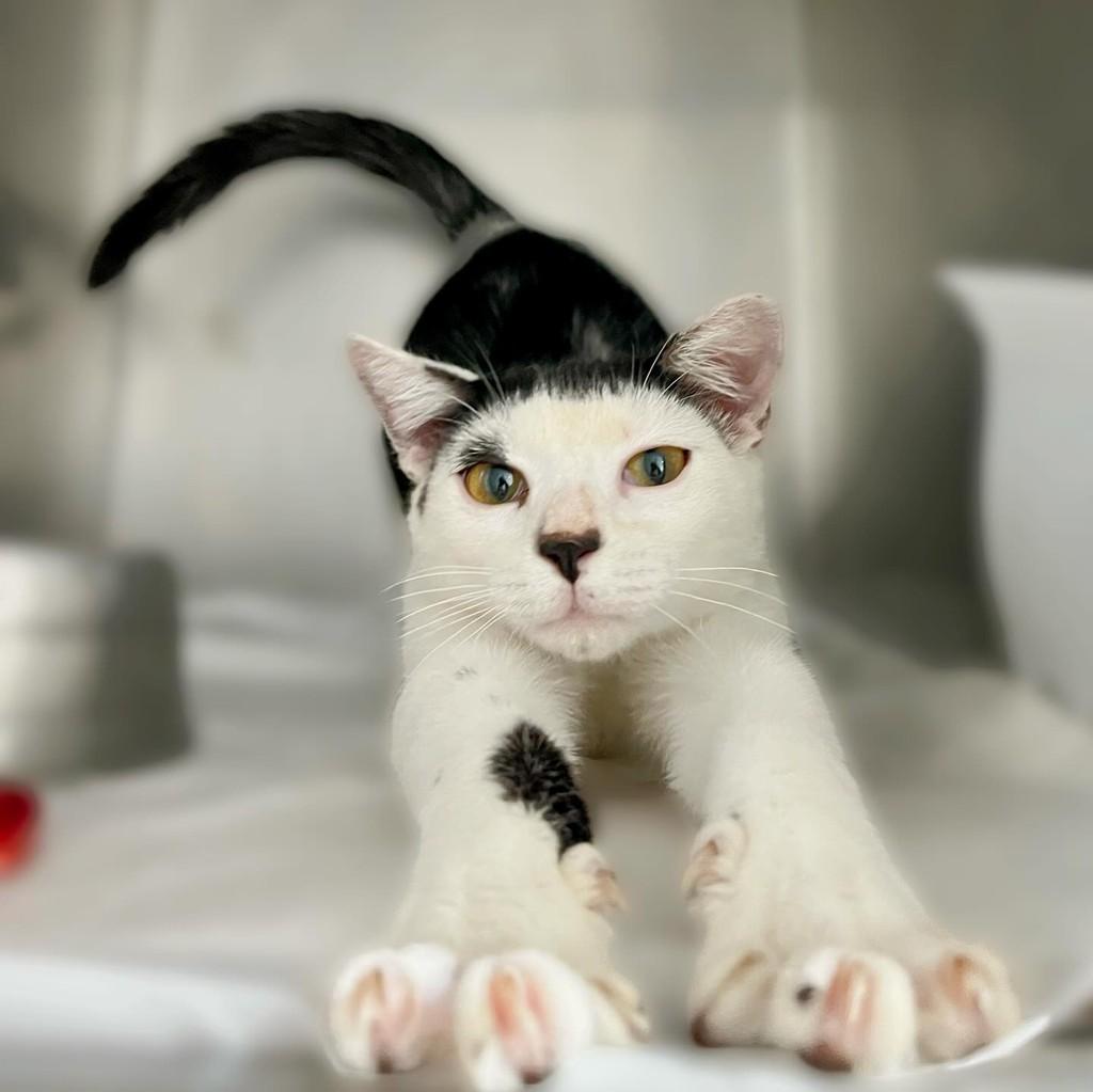 Stelo, gato para adoção em Navegantes - SC