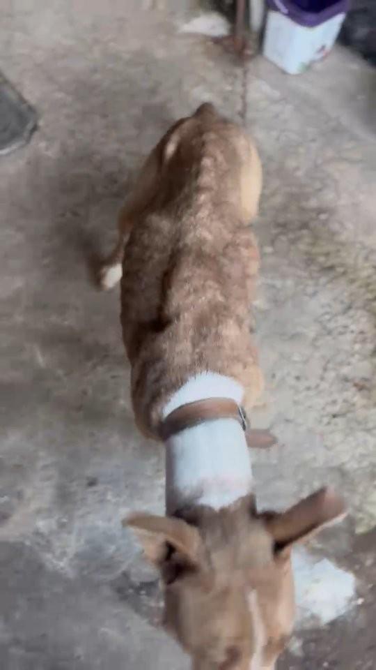 Ela, cadela de porte médio para adoção em Navegantes - SC