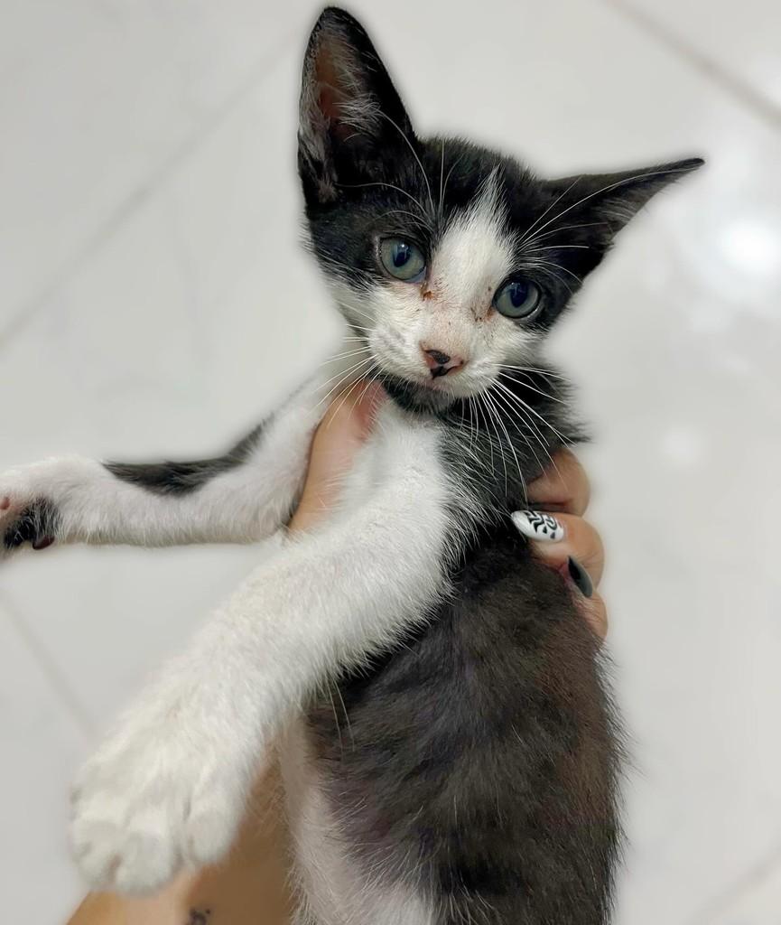 Félix, gato de porte pequeno para adoção em Navegantes - SC