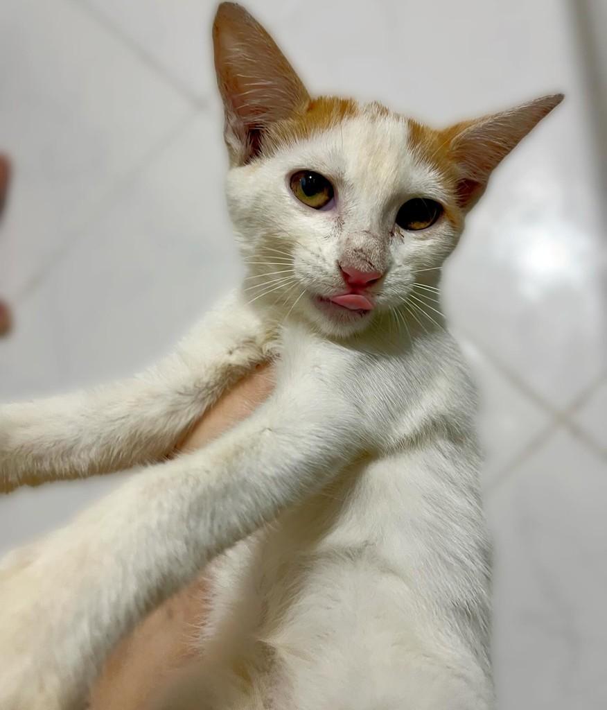 Lady, gata de porte pequeno para adoção em São Domingos - SC