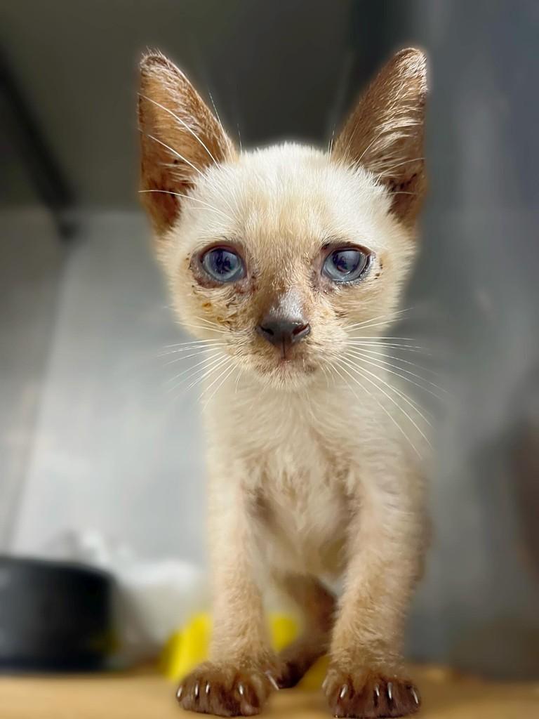 Olhinho, gato de porte pequeno para adoção em São Domingos - SC