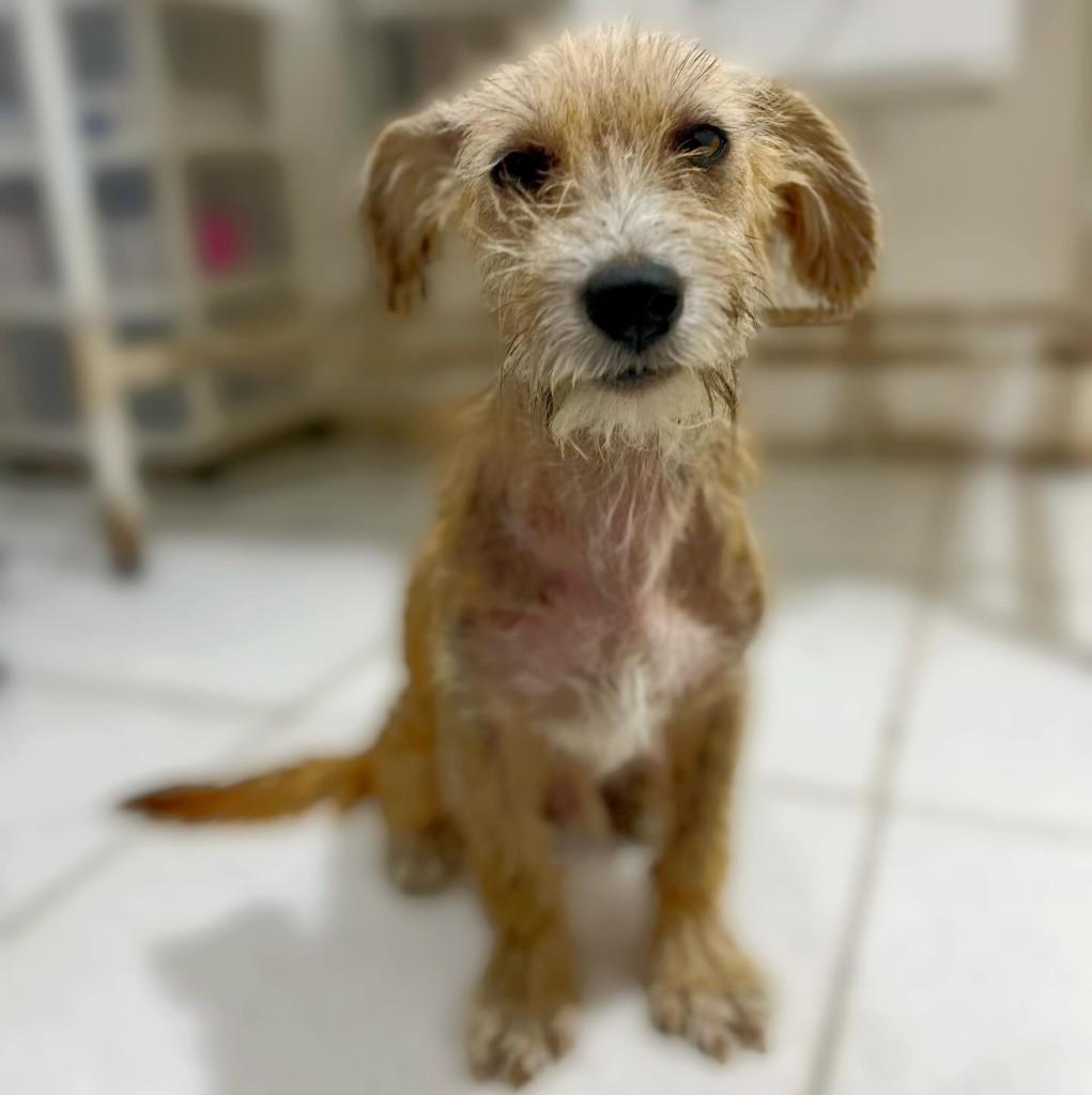 Fiapo de Manga, cachorro de porte pequeno para adoção em Navegantes - SC