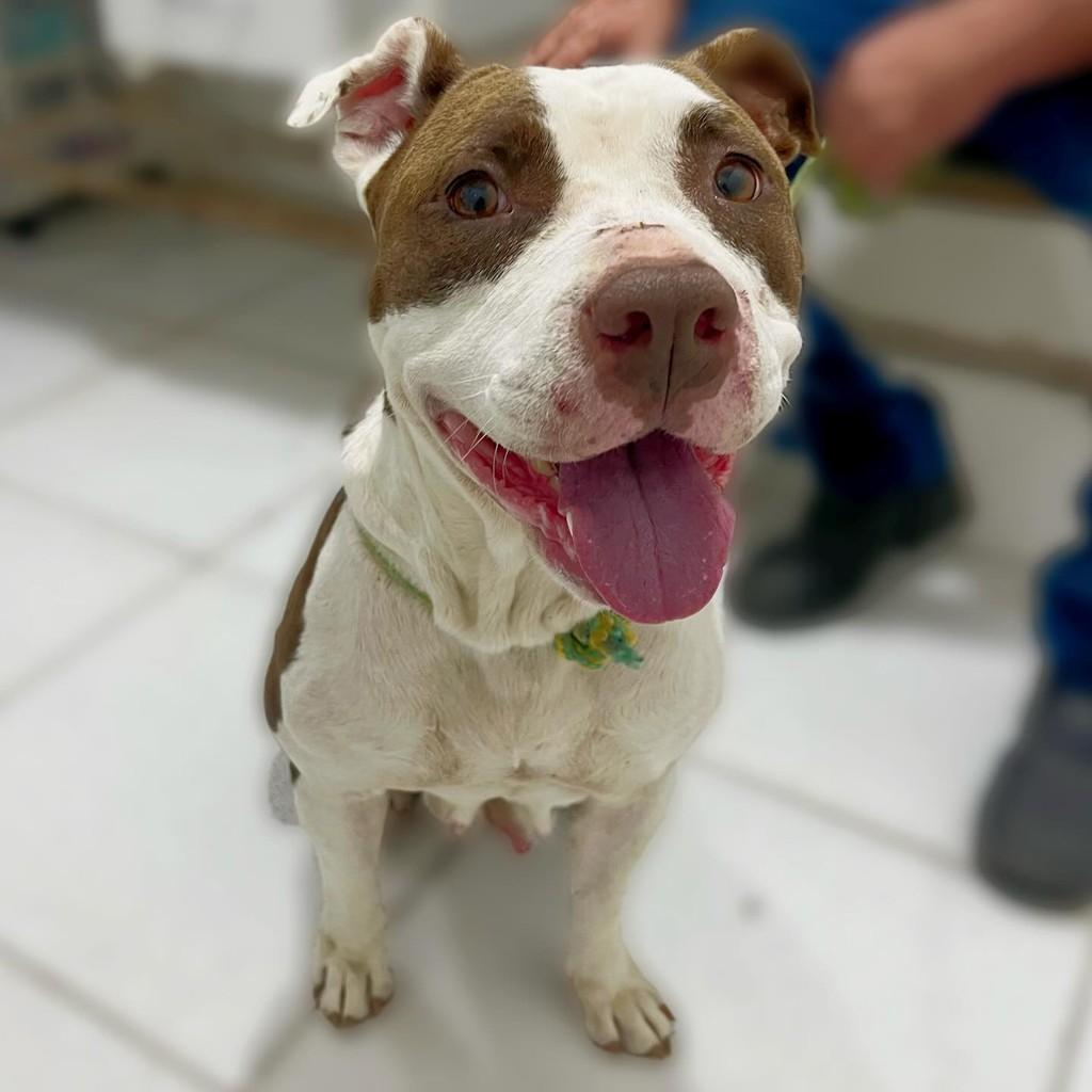 Sorriso, cadela de porte médio para adoção em Sorriso - MT