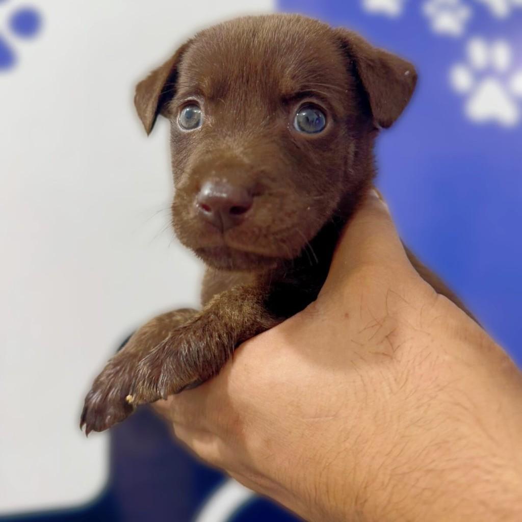 Cappuccino, cachorro de porte pequeno para adoção em Navegantes - SC