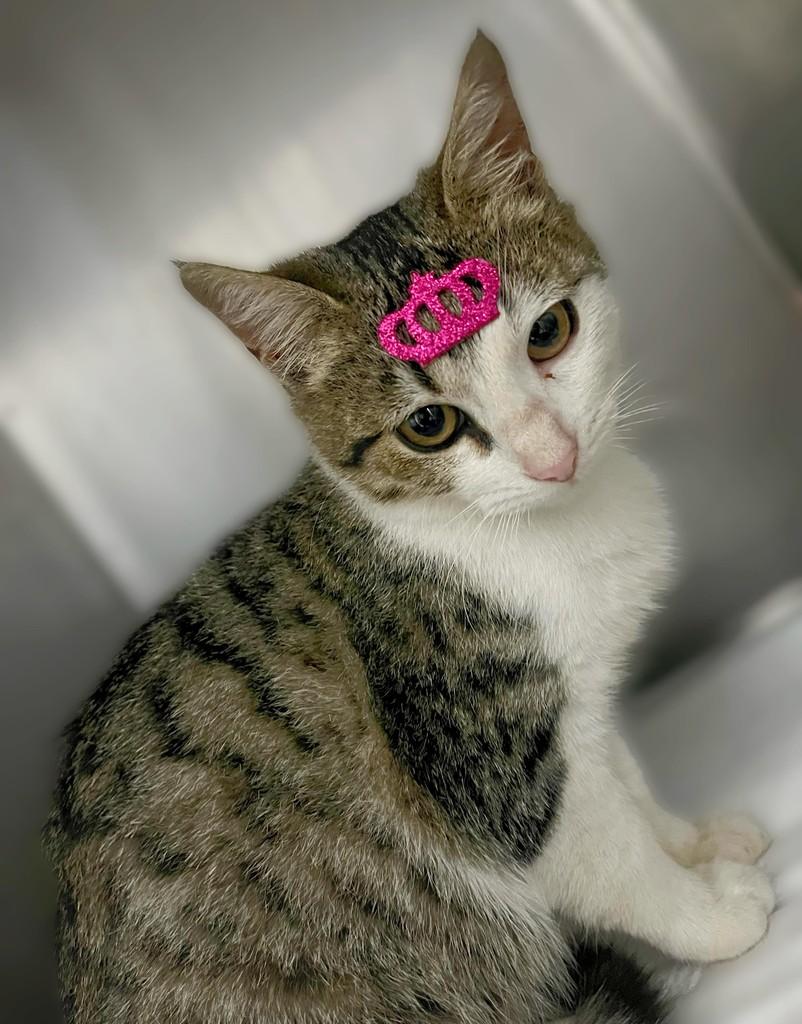 Maya, gata de porte pequeno para adoção em Navegantes - SC