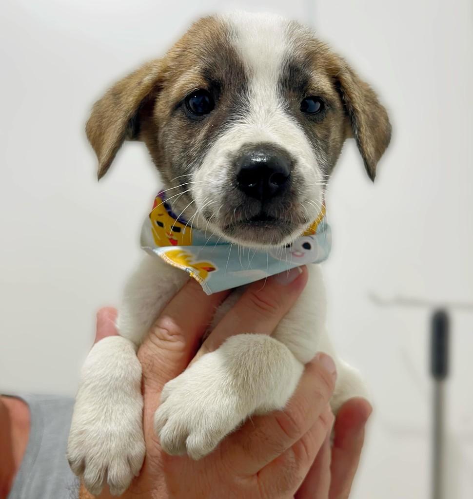 Beethoven, cachorro de porte pequeno para adoção em Navegantes - SC