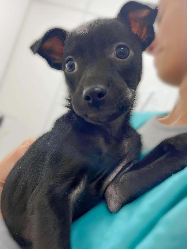 Beatriz, cachorro de porte pequeno para adoção em Navegantes - SC