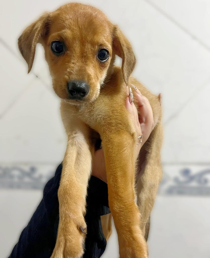 Caramela, cachorro de porte pequeno para adoção em Navegantes - SC