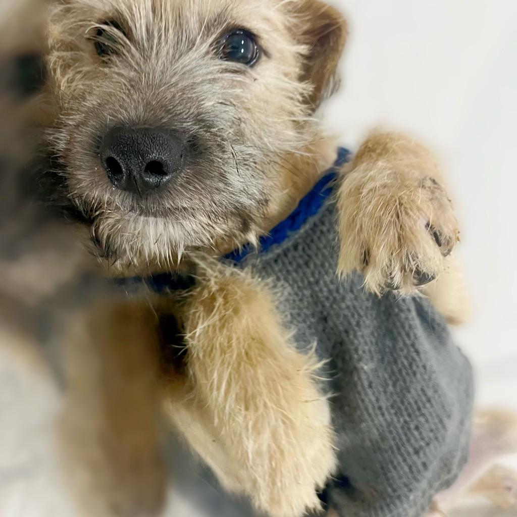 Estopinha, cachorro de porte pequeno para adoção em Navegantes - SC