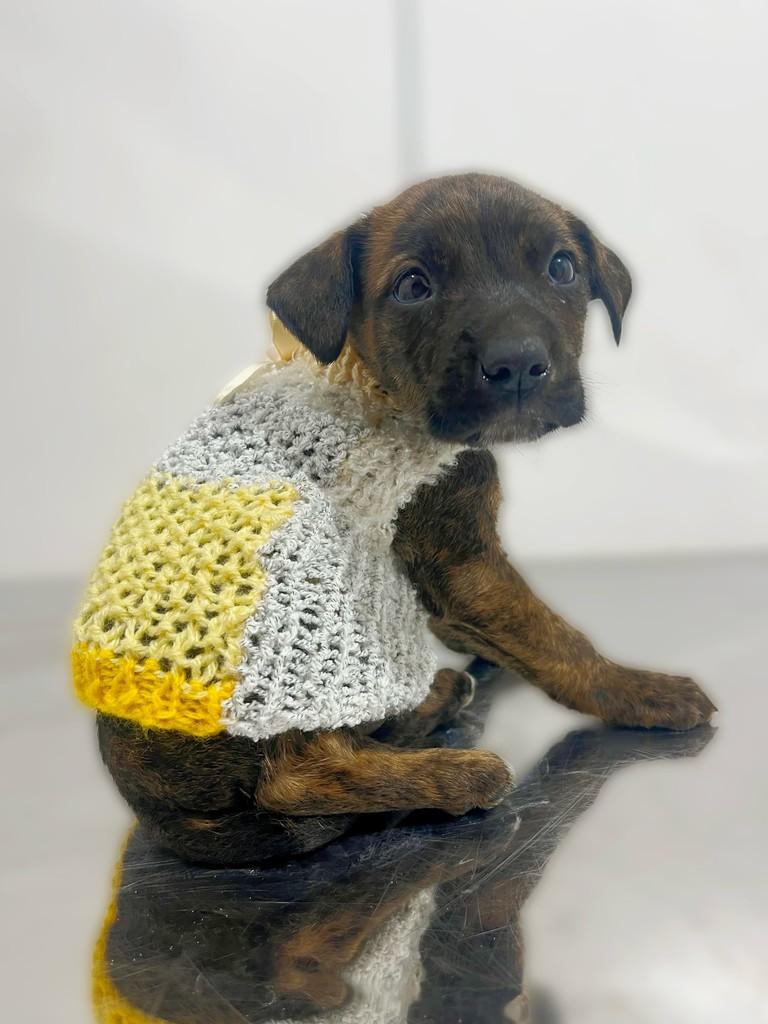 Bergam, cachorro de porte pequeno para adoção em Navegantes - SC