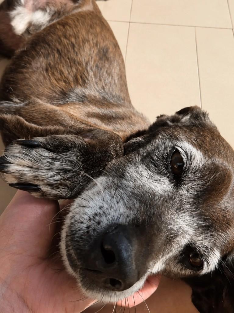 Slin, cachorro de porte médio para adoção em São Paulo - SP