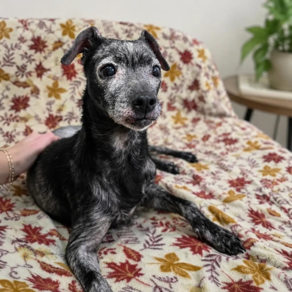 Zoe, cachorro de porte pequeno para adoção em São Paulo - SP