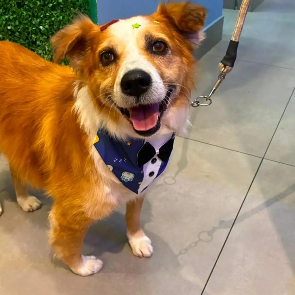 Piquê, cachorro de porte médio para adoção em São Paulo - SP