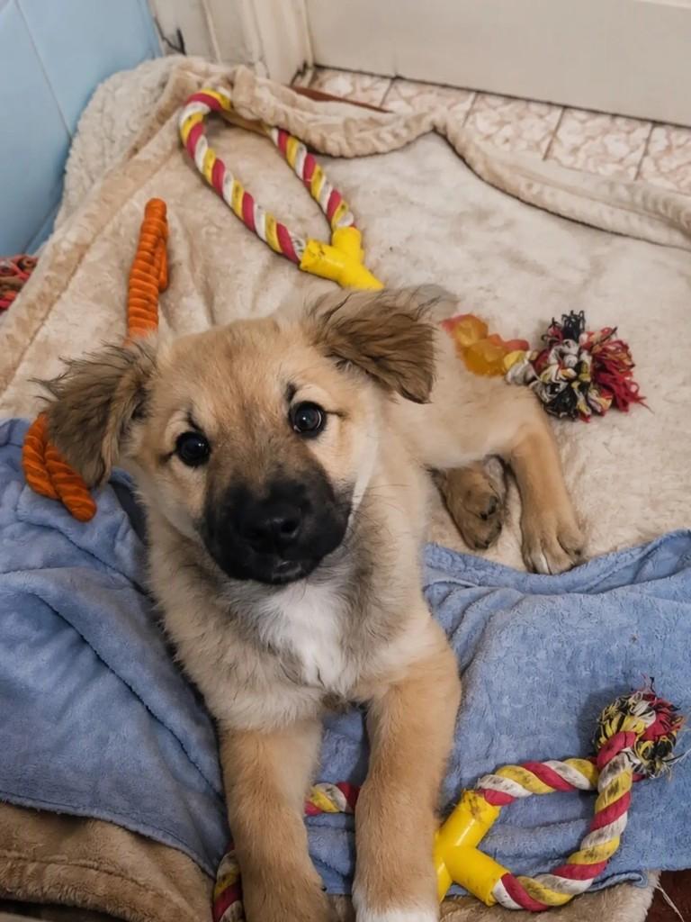 Cosmo, cachorro de porte pequeno para adoção em São Paulo - SP — foto 2 de 2