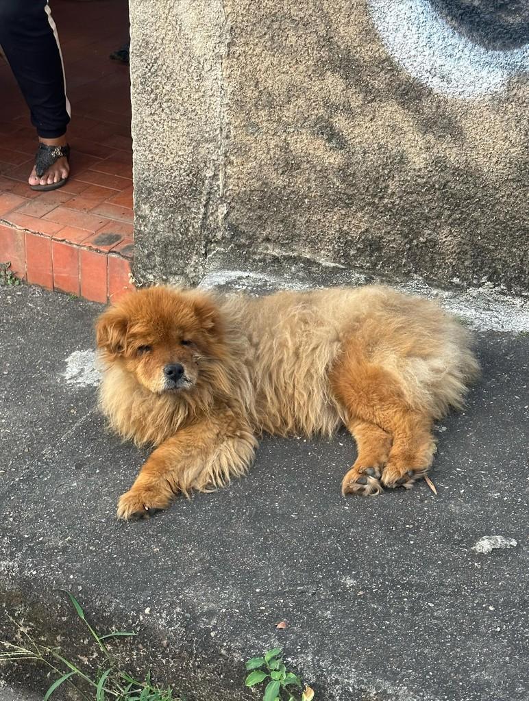 Hope, cadela de porte médio para adoção em Belo Horizonte - MG