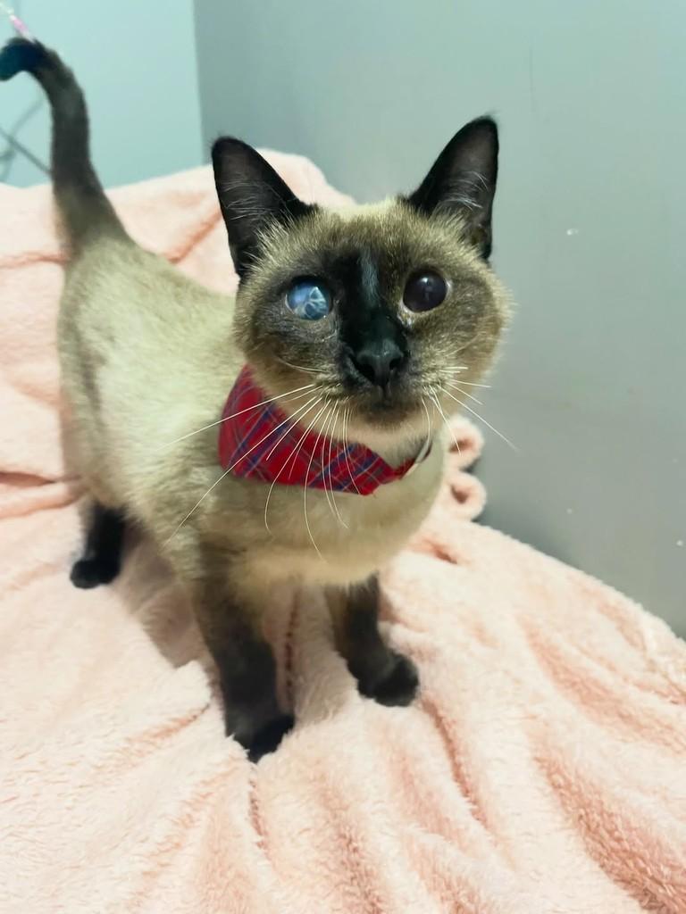 Camomila, gata de porte pequeno para adoção em Rio de Janeiro - RJ