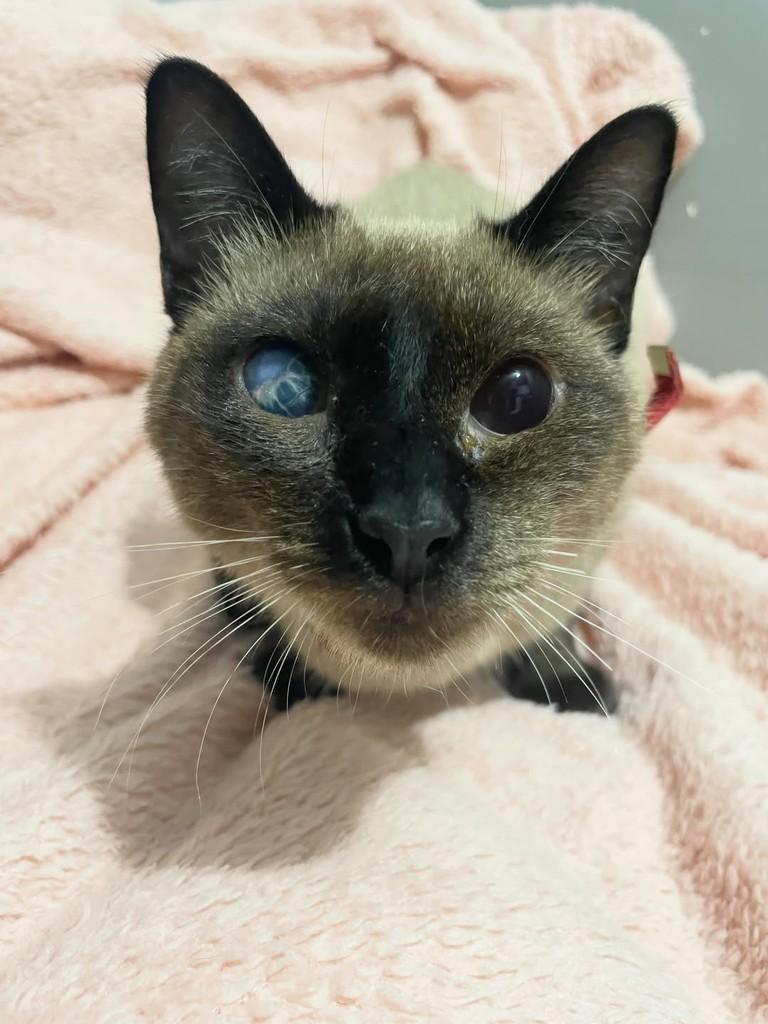 Camomila, gata de porte pequeno para adoção em Rio de Janeiro - RJ — foto 2 de 6